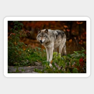 Gray Wolf Sticker